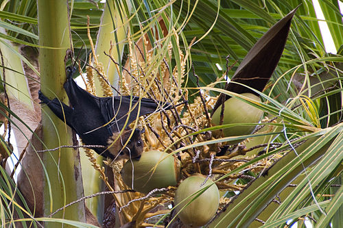 Insular flying fox